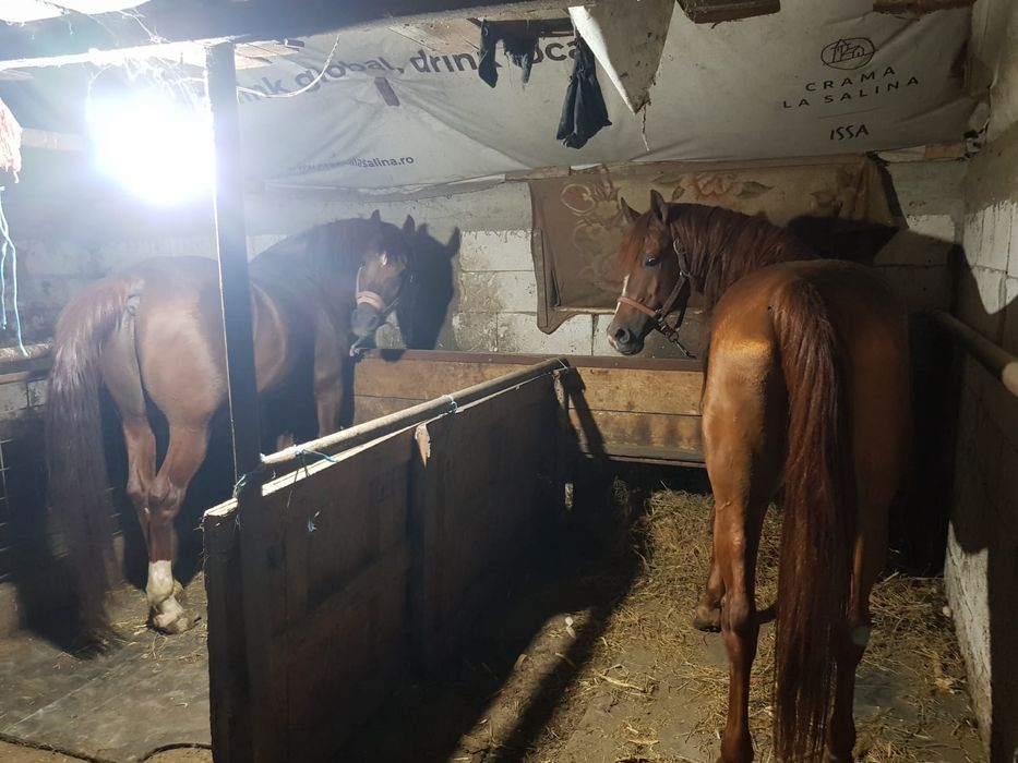 O pereche iepe Lipițene