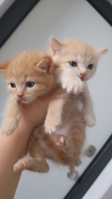 Отдам в добрые руки