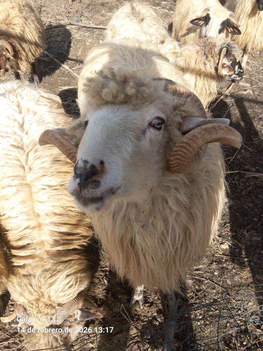 Berbec Bâl de 2 ani