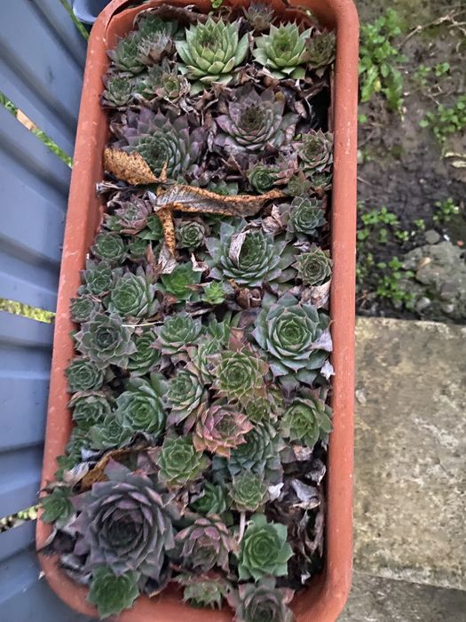 40 plante suculente cu ghiveci