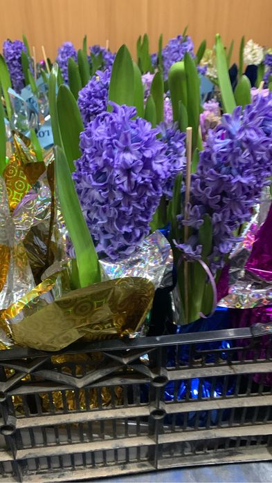 Геацинт  весенний цветок