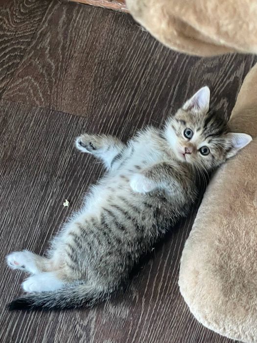 Отдаем котенка в добрые руки!