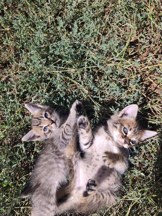 Отдам котят в добрые руки