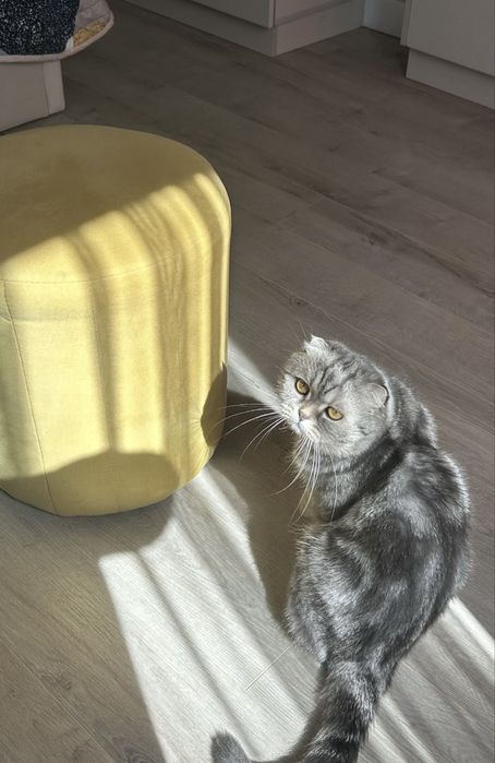 Вязка опытный Вислоухий Шотландский кот