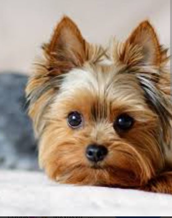 Возьму в хорошие руки .