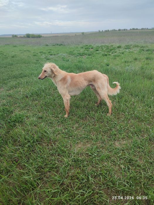 Тазы еркек быр жасар