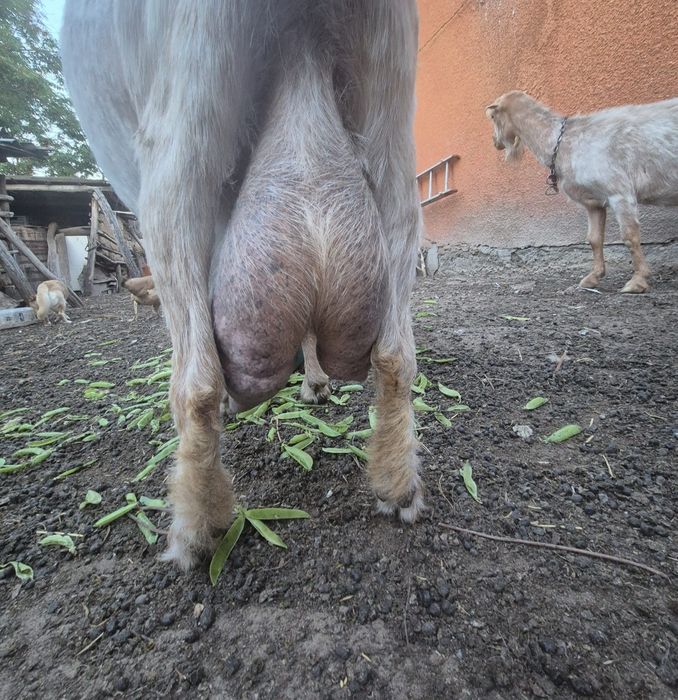 Capra de vanzare