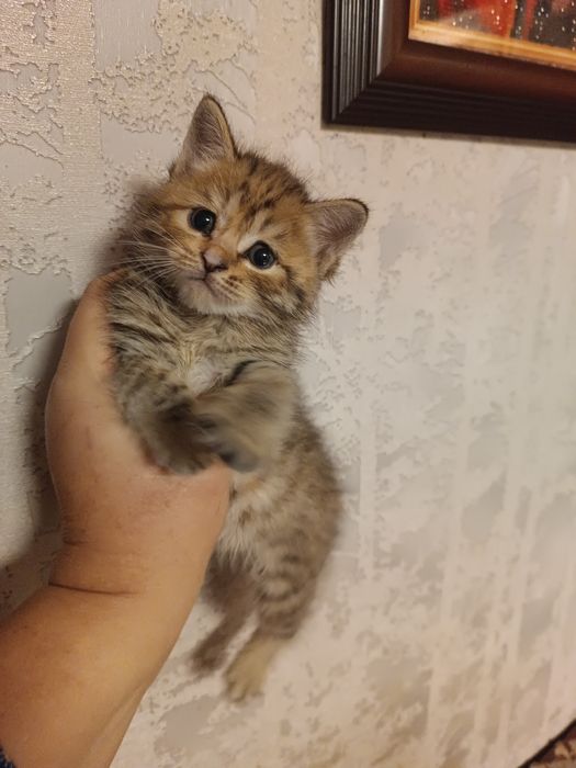 Котенок - милая девочка