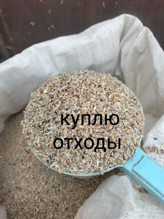 Зерноотходы, пшеницу кормовую, ячмень,
