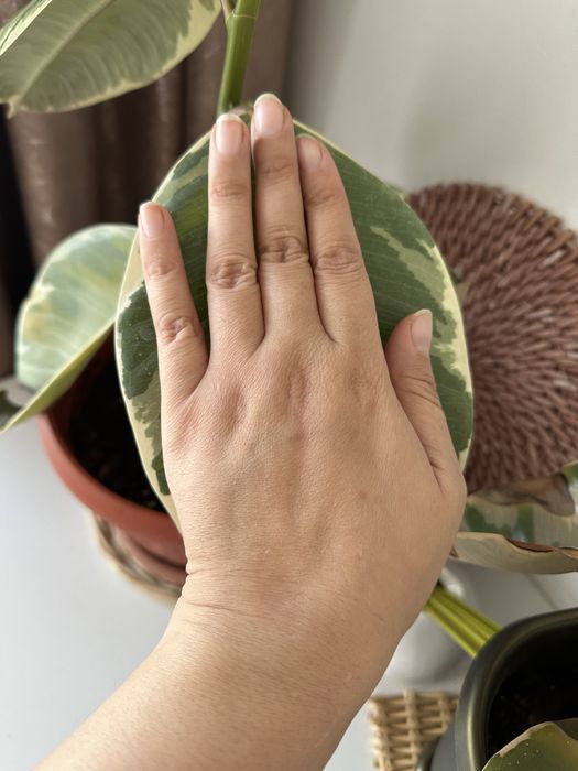 комнатные цветы