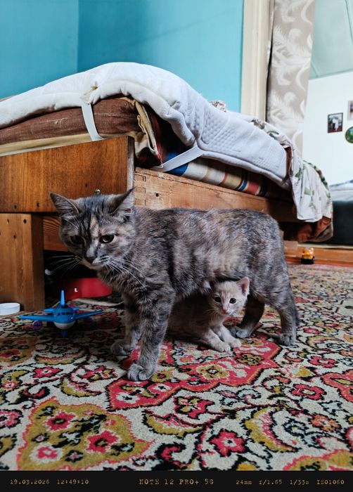 Отдам котёнка в хорошие руки