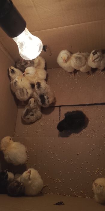 Суточные цыплята