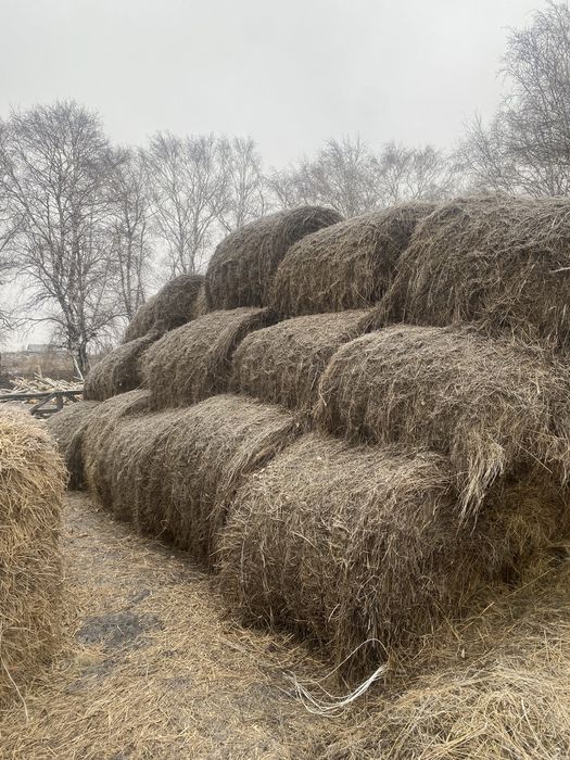 продам сено и салому