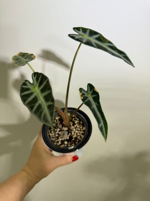 Алоказии ,комнатные цветы