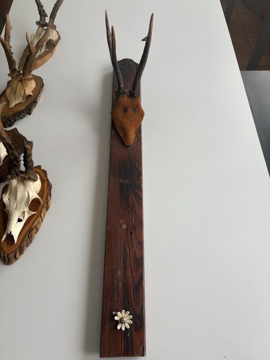 coarne caprior  panoplie