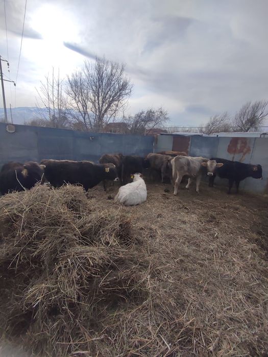 Продаются молодые бычки