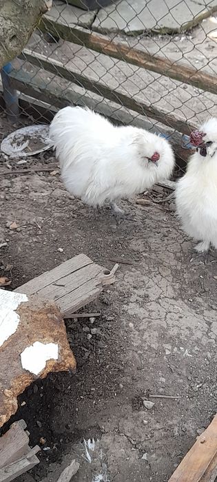 Vând cocoși de pitică și mătase