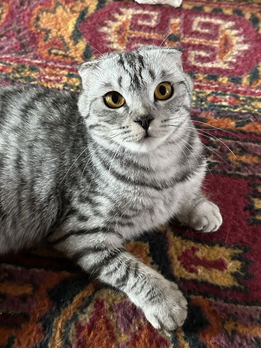 Mushuk scottish fold srochna