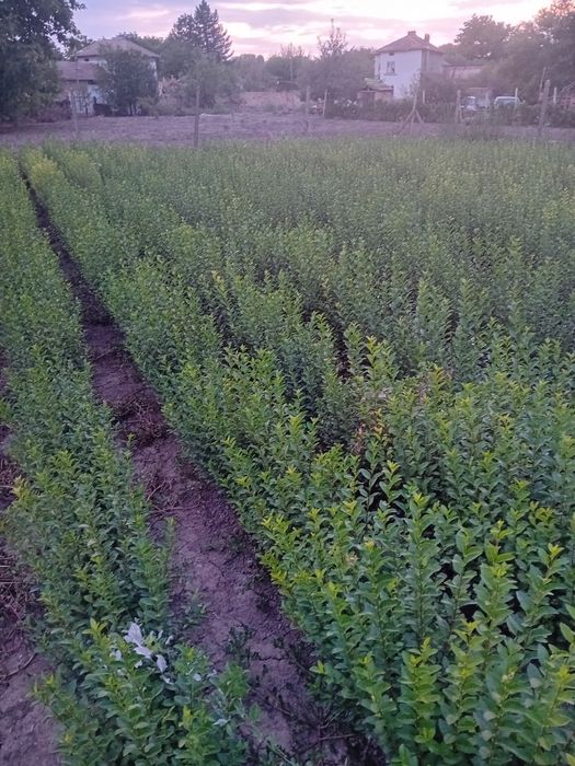 Лигуструм на гол корен