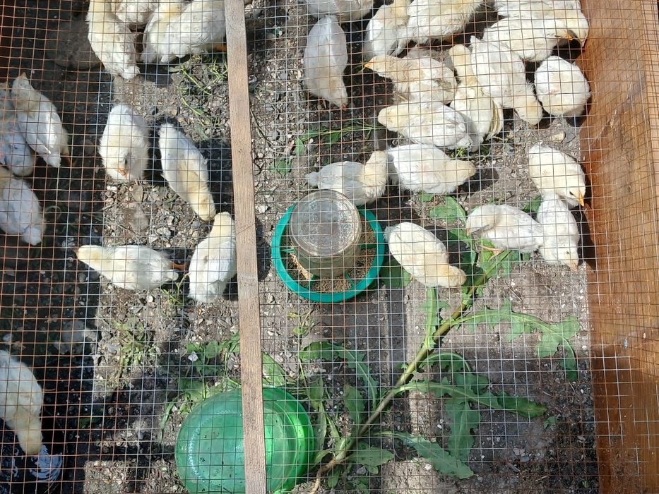 Продам цепляет  Леггорны