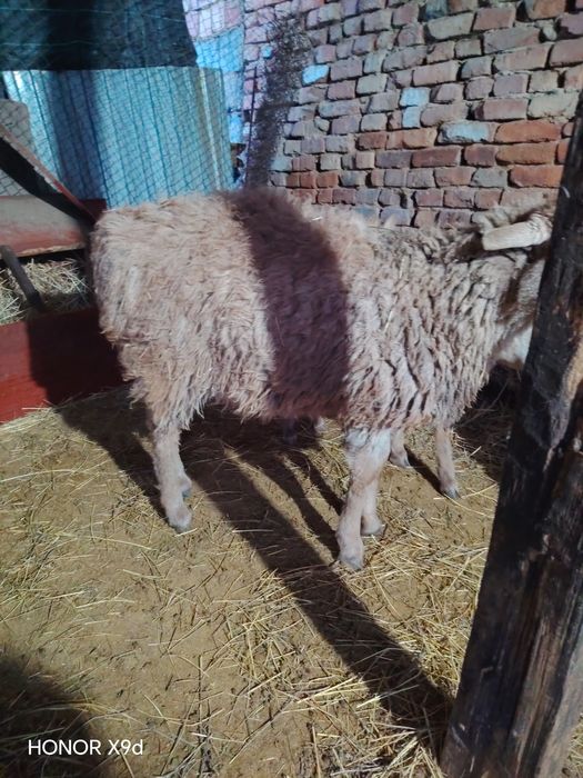 Продам.    баран