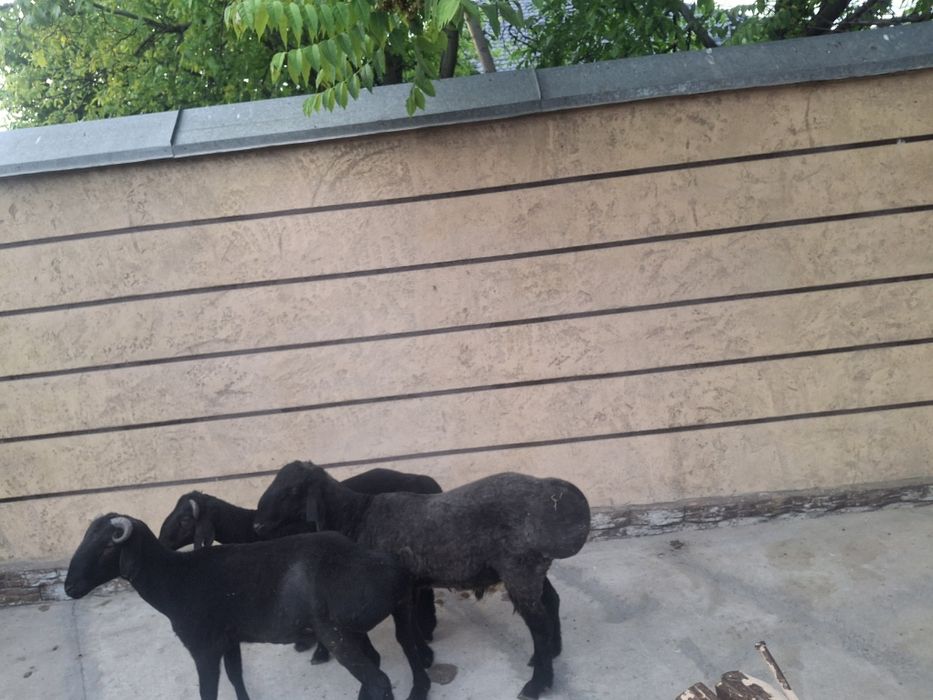 Қошқарлар сатылатын