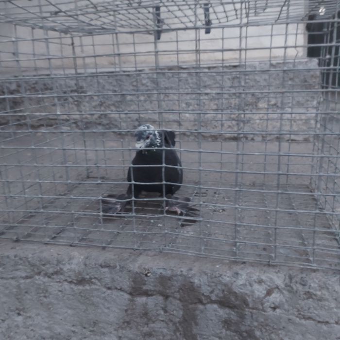 Соч самец лет игра гарантия