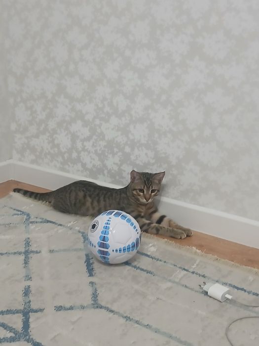 Одам котят в хорошей руке