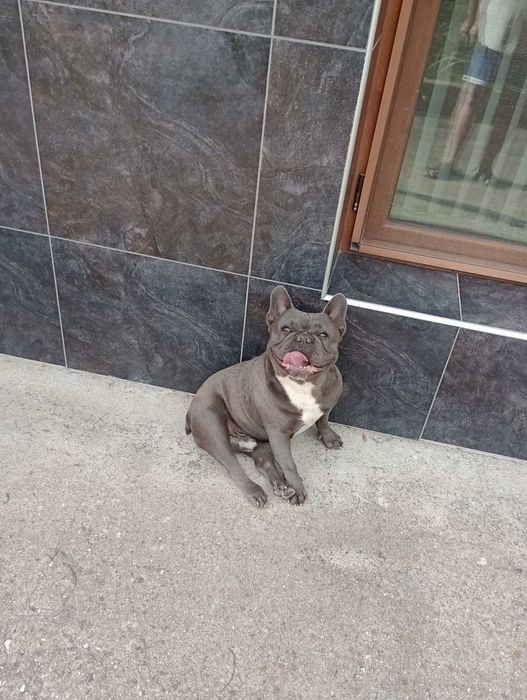 Син Френски булдог / Blue french bulldog