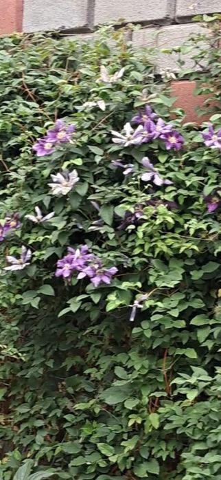 Вьющиеся цветы Климатис продам  корень