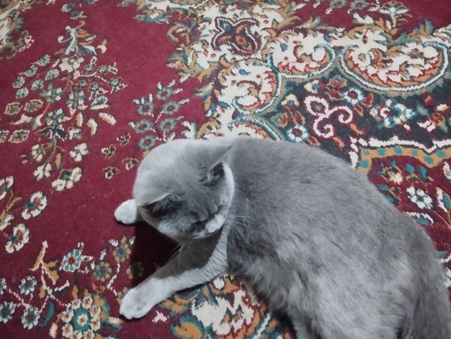 Skottish Fold va strayt zudlik bilan sotiladi