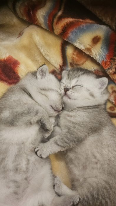 Продаются шикарные котята серебряной шиншиллы.  Котята родились 25 ноя