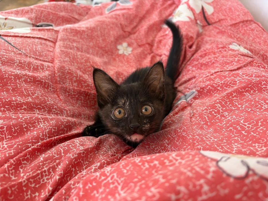 Отдам котенка в хорошие руки