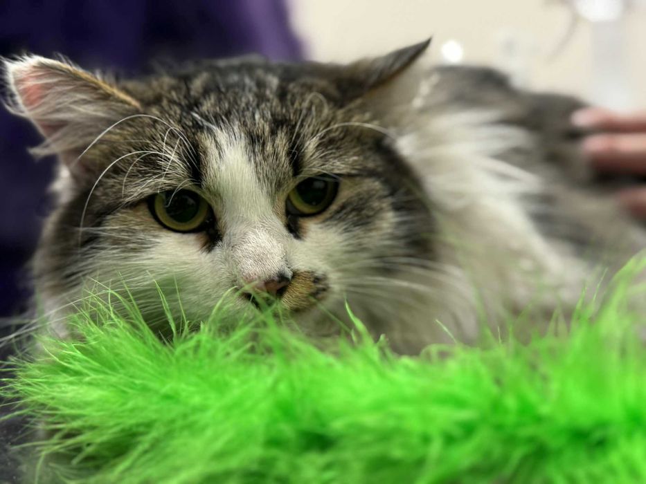 Коте Шишо търси дом