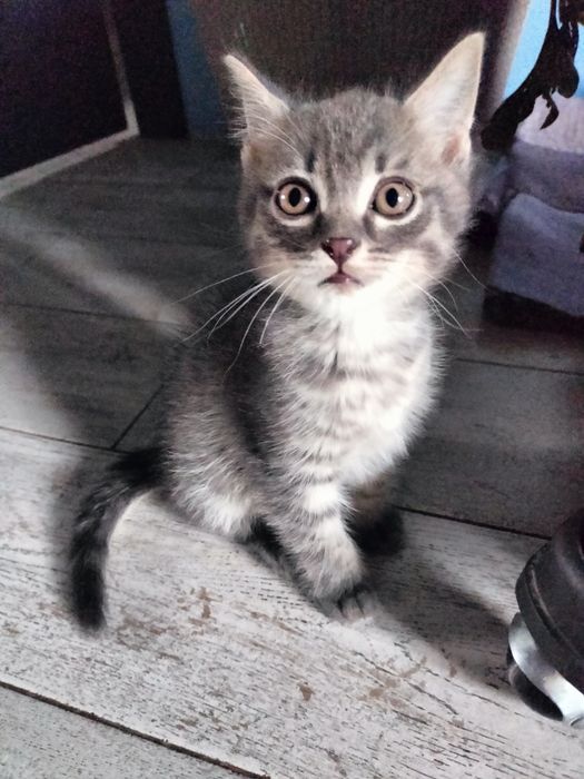 Отдам милых котят