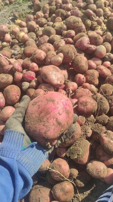 Домашняя картошка