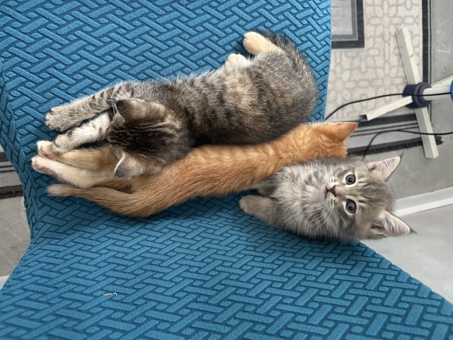 Котята один мальчик и одна девочка