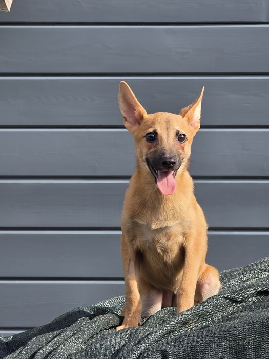 Щенок - девочка Кнопа , 8 месяцев