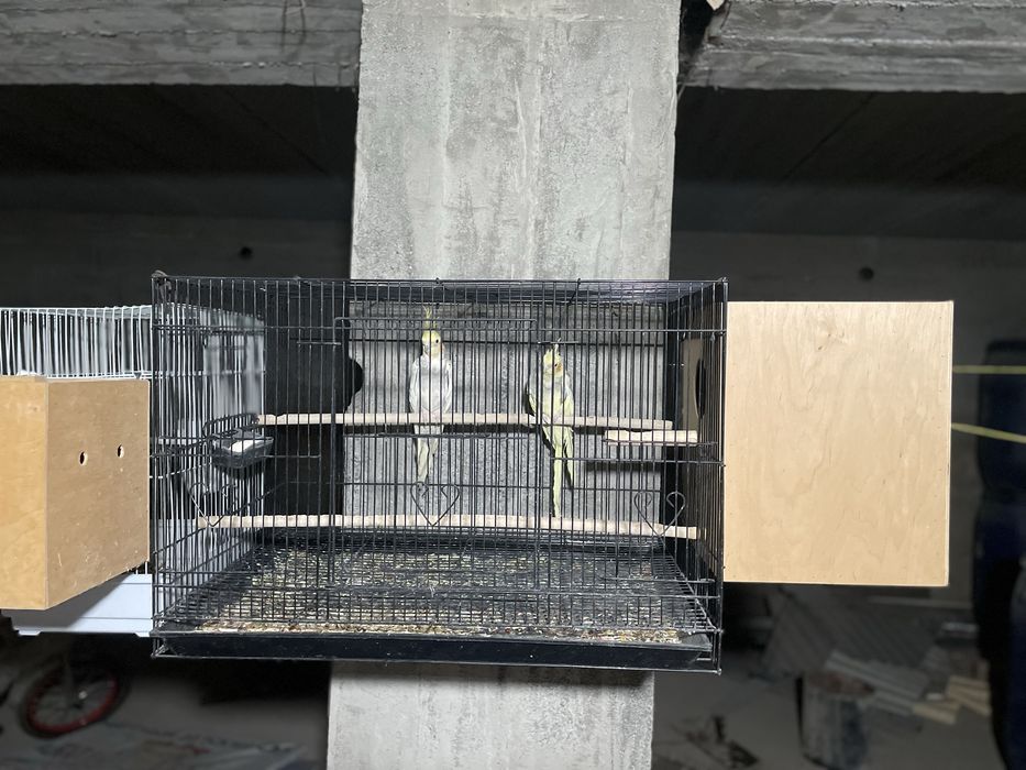 Папугай карелла