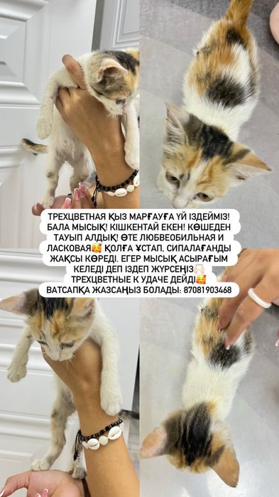Кішкентай марғау