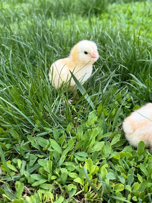 Породистые цыплята