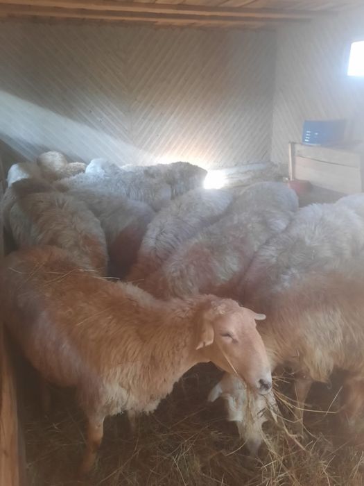 Баран, қой 2-2,6 года