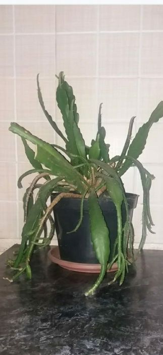 Лилия  амазонская