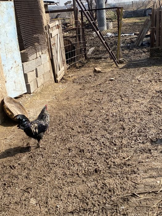 Кораздар сатылады