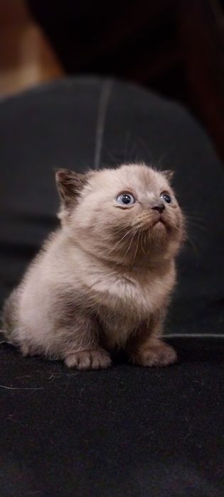 Котенок в добрые руки