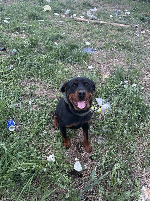 Ротвейлер девочка