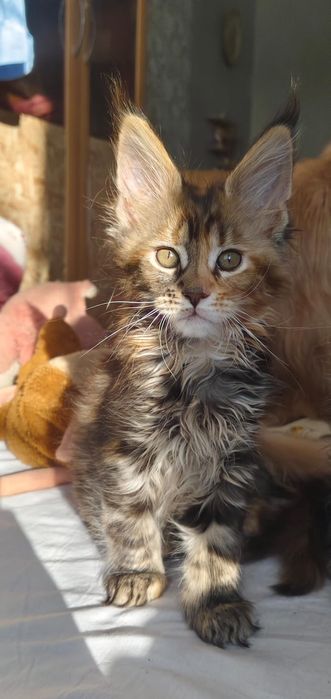 Котята Майн Куны