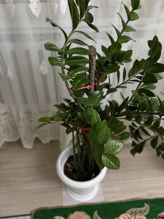 Гүл сатылады (доллар)