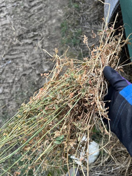 Baloti Lucerna de vanzare