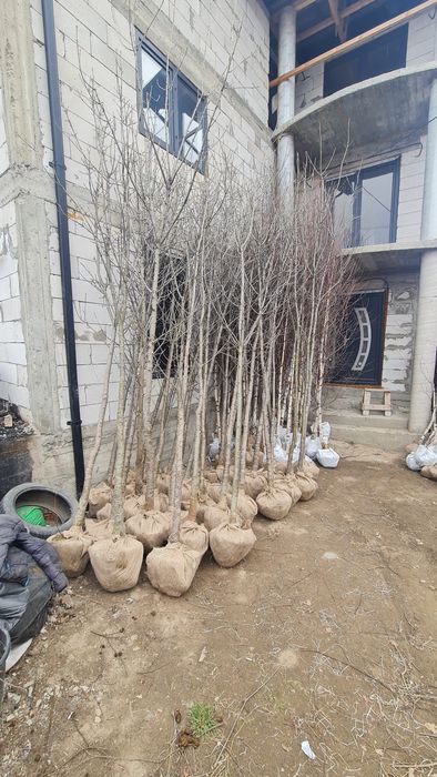 Mesteacăn alb stejar carpen Tuia